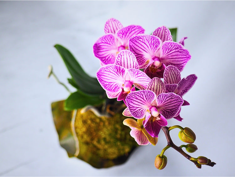 Orchidee