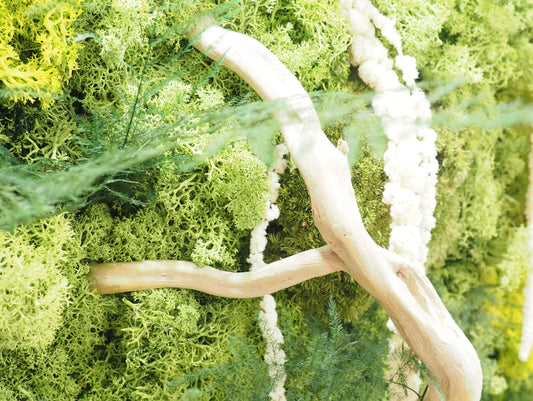 Quadro vegetale muschio e piante stabilizzate