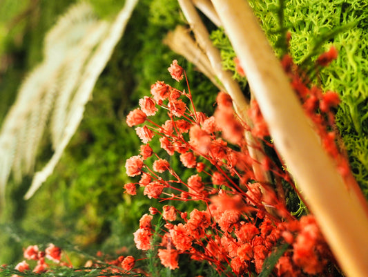 Quadro vegetale muschio e piante stabilizzate