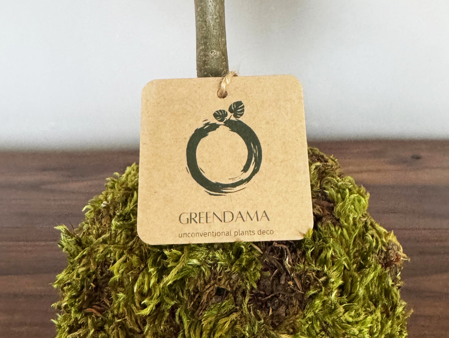 Bomboniera Kokedama Ulivo