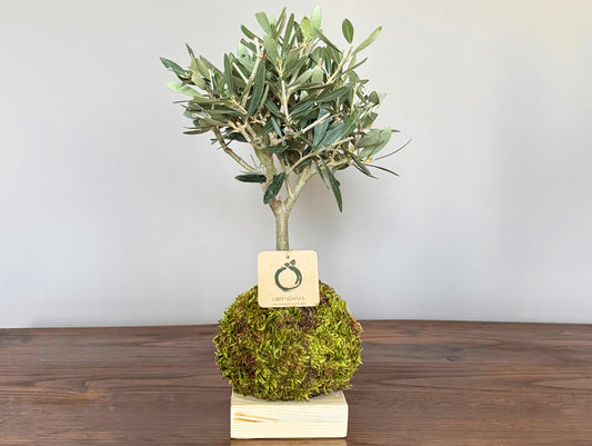 Kokedama Olive Favor