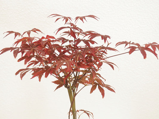 Maple Palmato Bonsai Kokedama