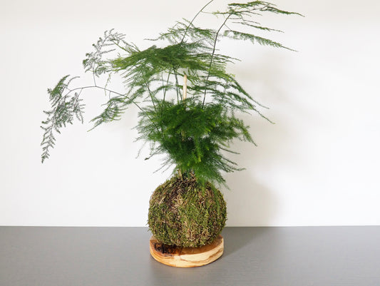 Asparagus Setaceus kokedama