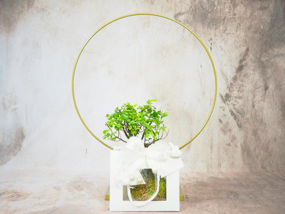 Bomboniera Kokedama Bonsai Orientali
