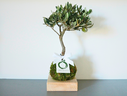 Ulivo Bomboniera Kokedama