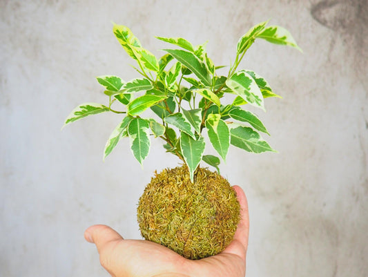 Kokedama Mix Green Favor