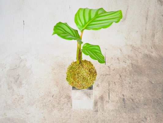 Kokedama Mix Green Favor