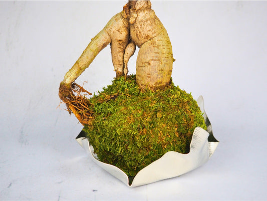 Bonsai Ficus Ginseng kokedama pianta da interno