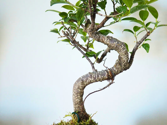 Ficus Retusa Bonsai Kokedama