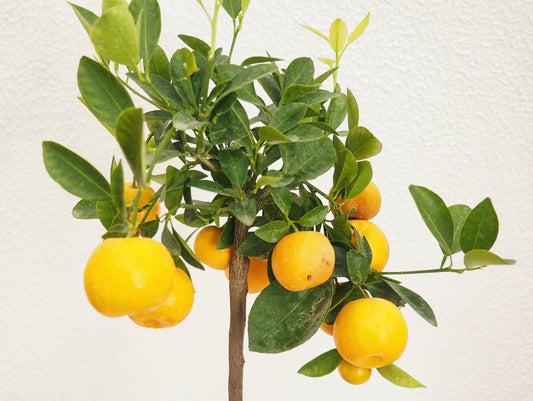 Calamondino Bonsai Kokedama