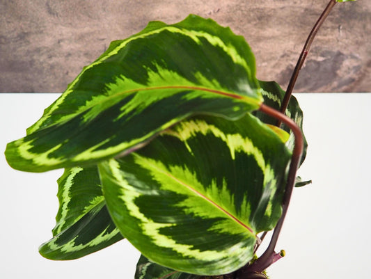 Calathea Medallion kokedama pianta da interno