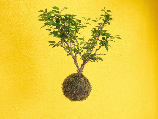 Ciliegio Giapponese Kokedama