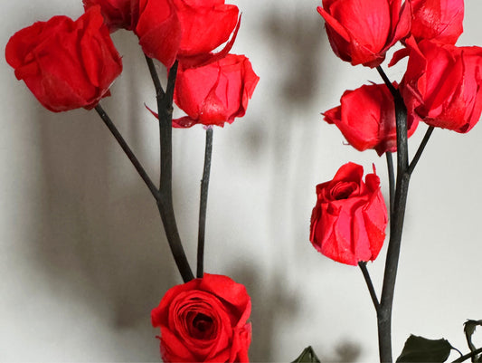 Kokedama Rosa Stabilizzato