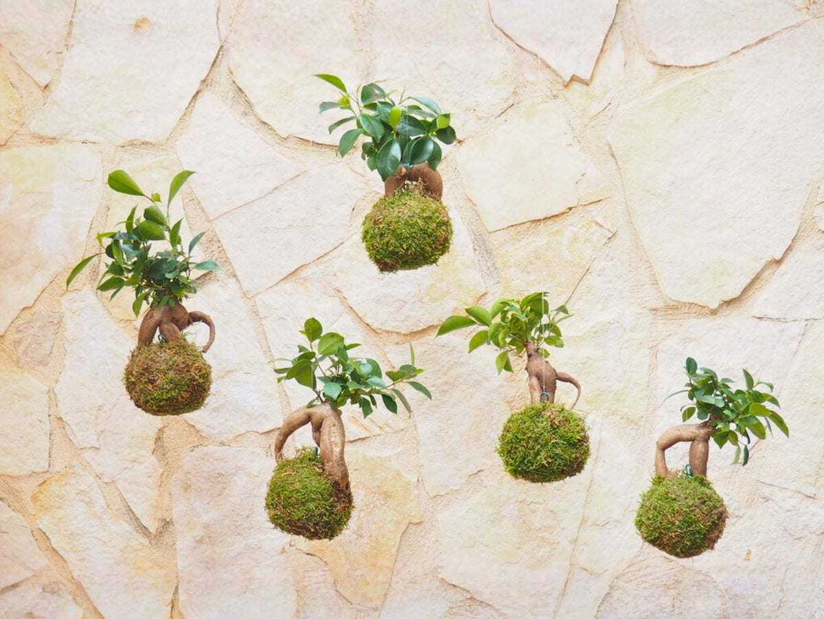 Bomboniera Kokedama Bonsai Orientali