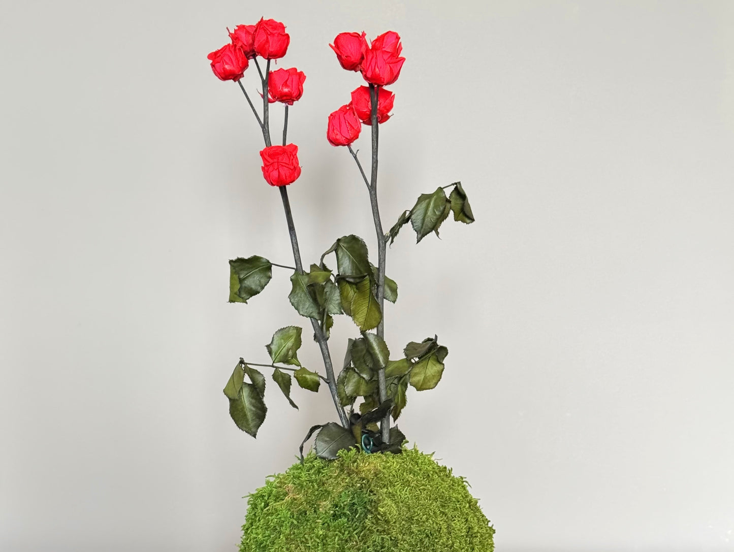 Kokedama Stabilizzato Rose