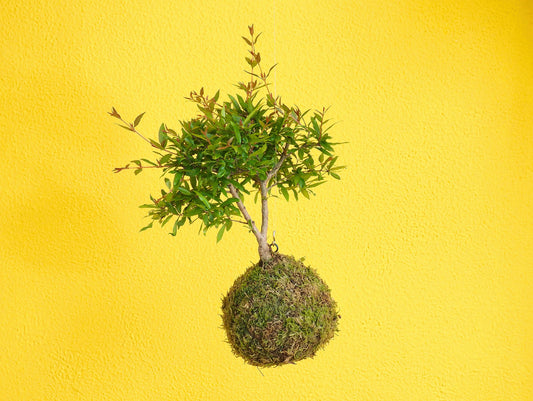 Pomegranate Bonsai Kokedama