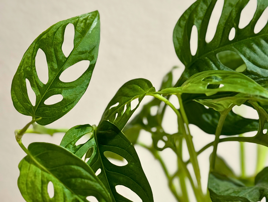 Monstera Adansonii Kokedama