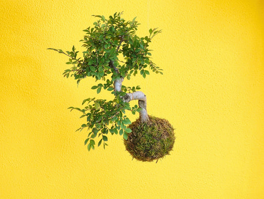 Olmo Cinese Bonsai Kokedama