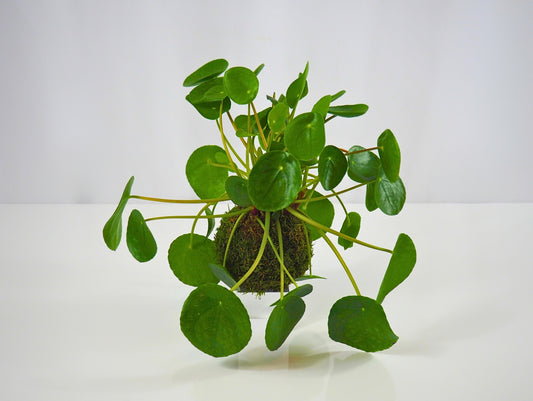 Pilea kokedama pianta da interno