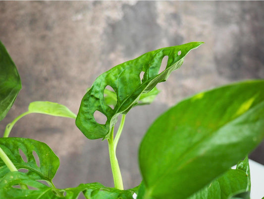 Monstera Adansonii Pothos Kokedama pianta da interno