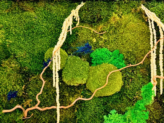 Stabilized Plant Frame White Amarantus