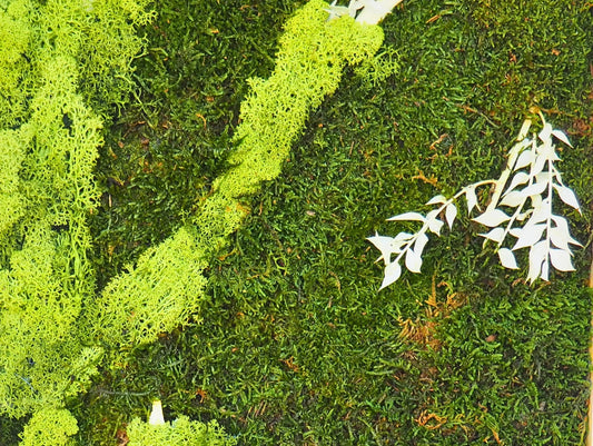 Quadro vegetale muschio e piante stabilizzate