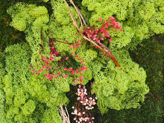 Quadro vegetale muschio e piante stabilizzate