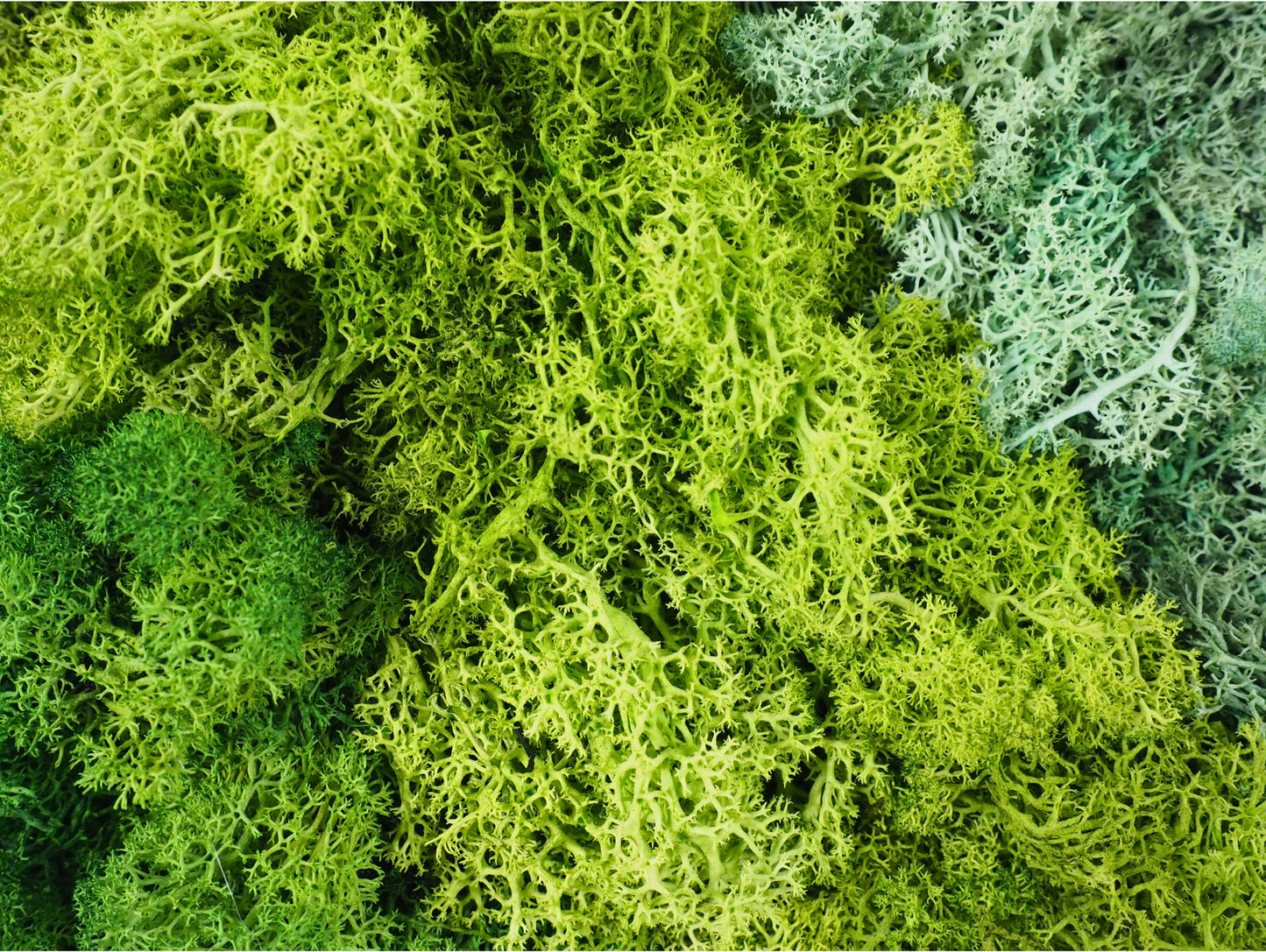 Quadro Vegetale Stabilizzato Shade Large