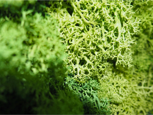 Quadro Vegetale Stabilizzato Shade Large