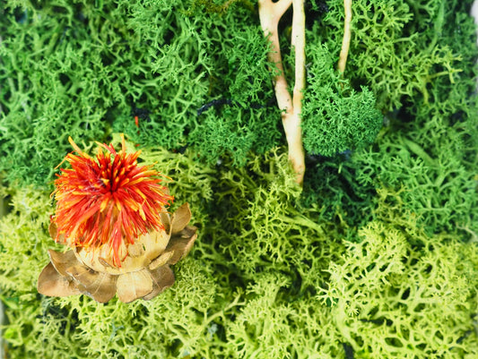 Quadro muschio stabilizzato