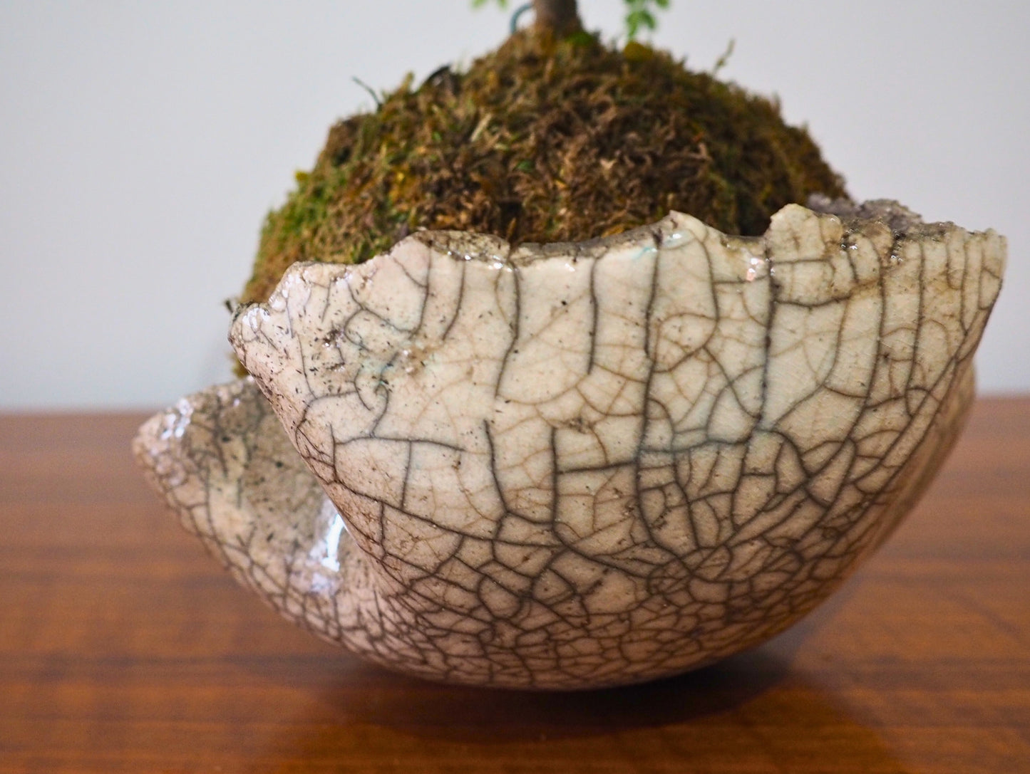 Base per kokedama raku