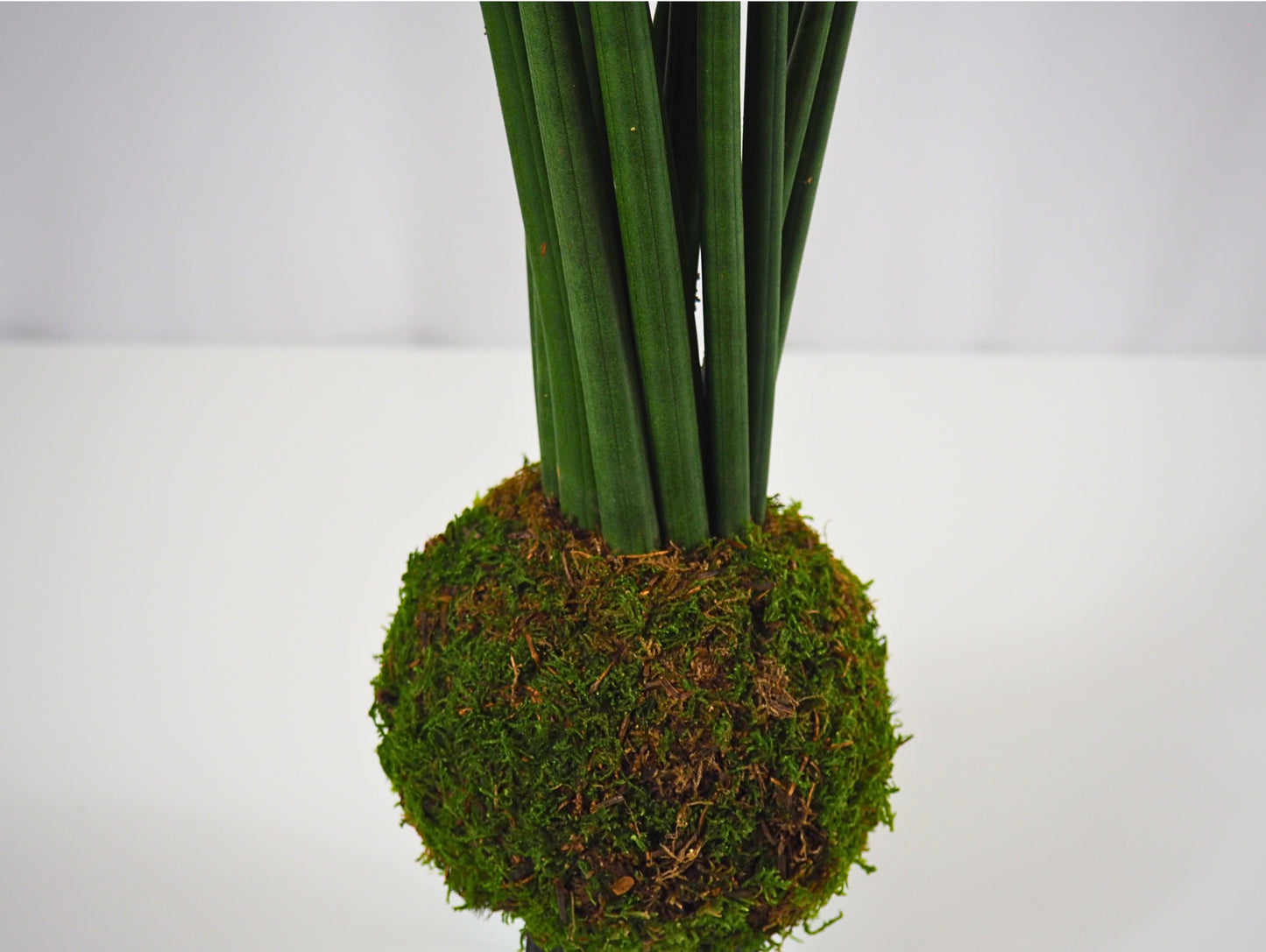 Sansevieria Cylindrica Kokedama pianta grassa