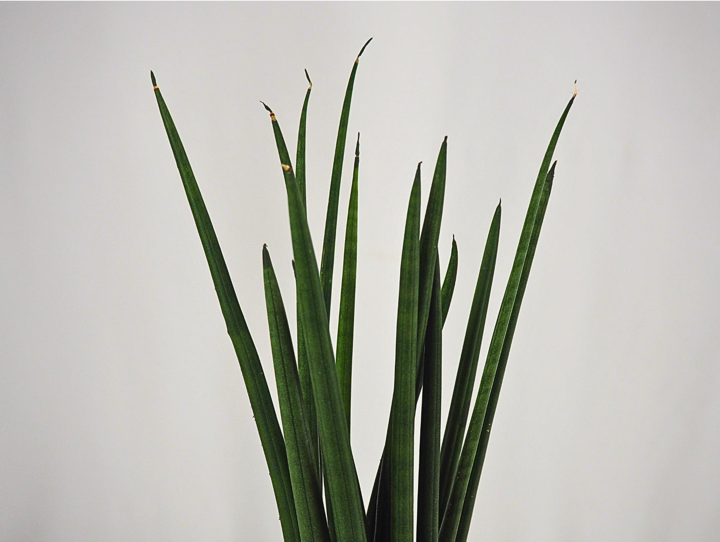 Sansevieria Cylindrica Kokedama pianta grassa