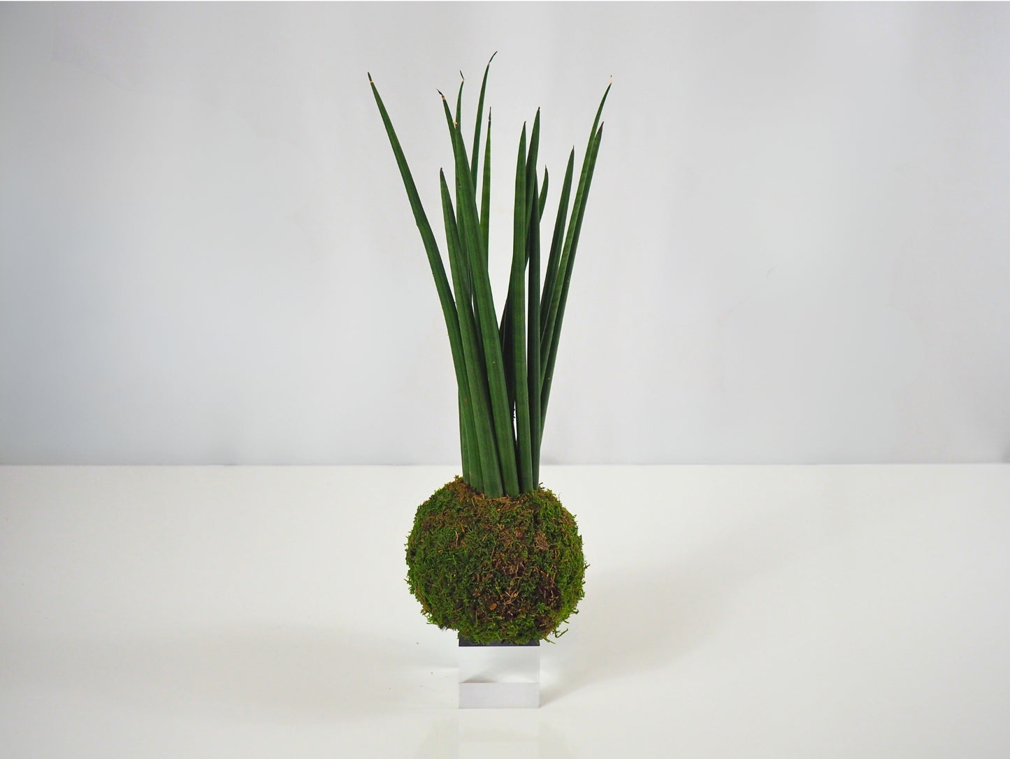 Sansevieria Cylindrica Kokedama pianta grassa