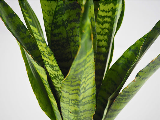 Sansevieria Zeylanica Kokedama pianta grassa