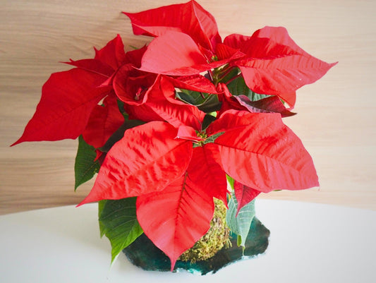 Stella di Natale Kokedama