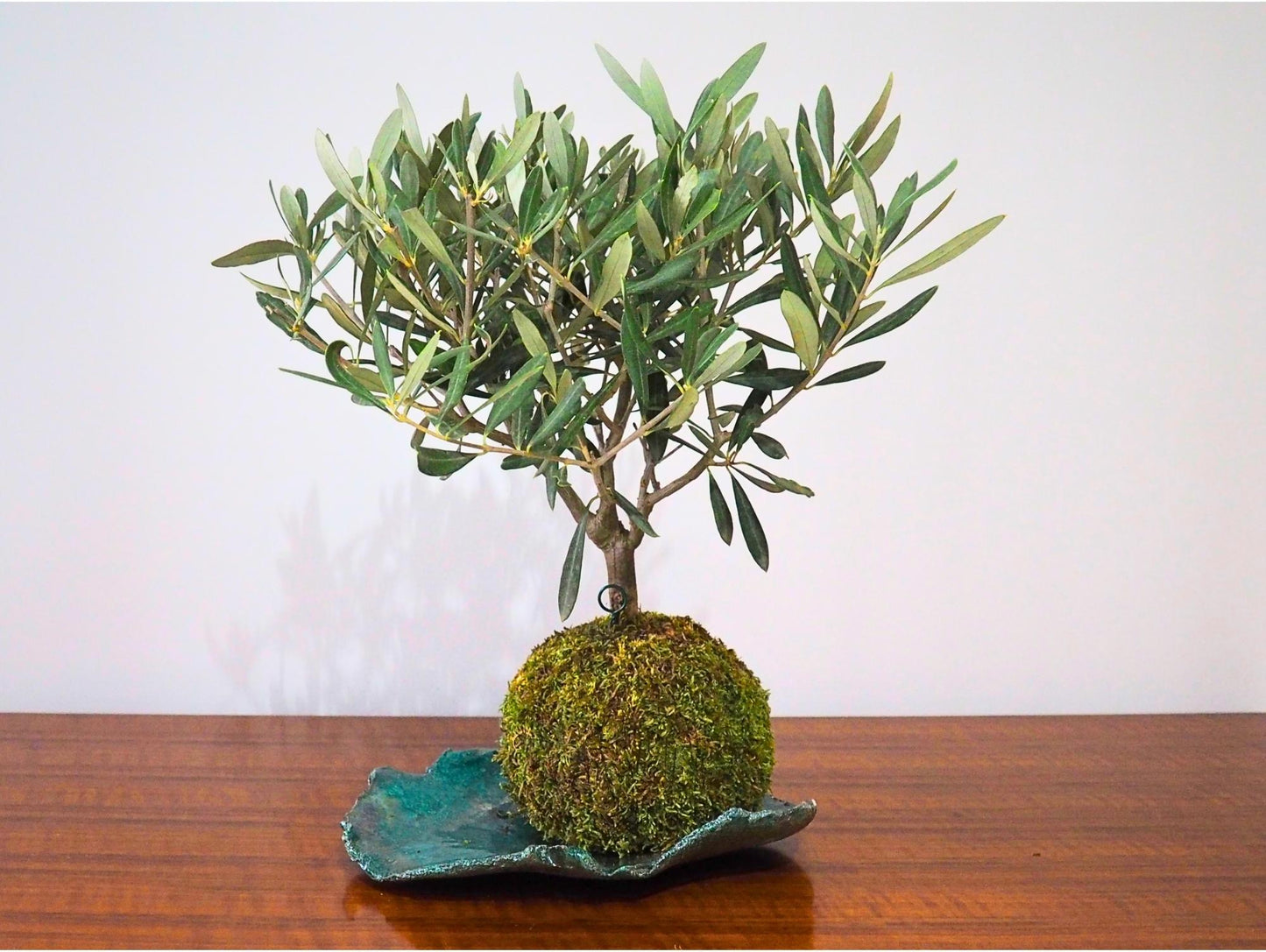 Ulivo Bonsai Kokedama