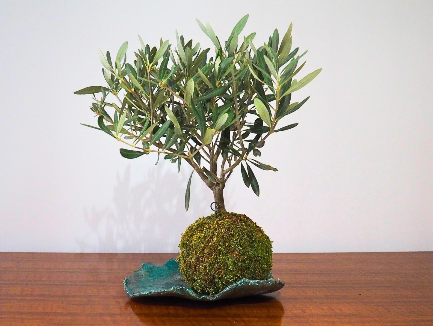 Ulivo Bonsai Kokedama