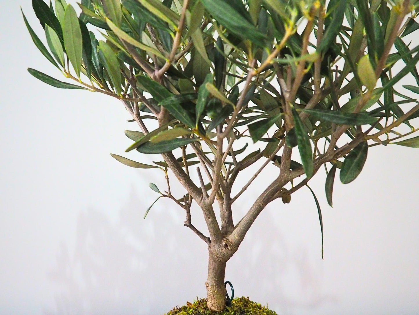 Ulivo Bonsai Kokedama