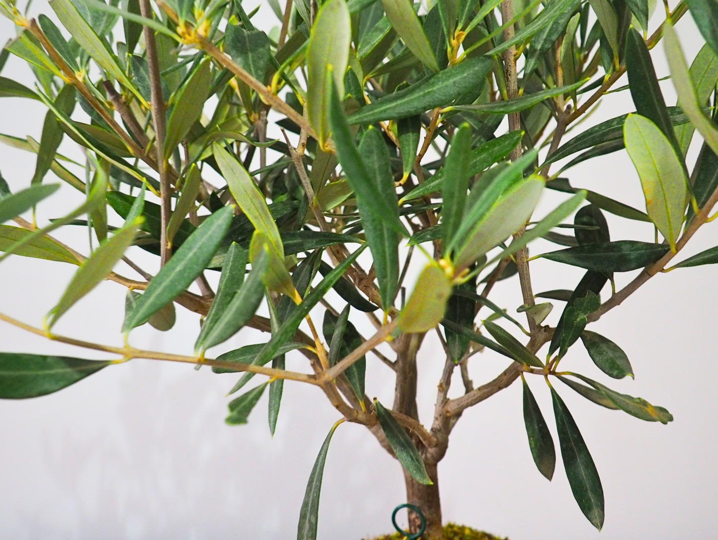 Ulivo Bonsai Kokedama