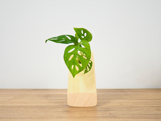 Vaso propagatore talea fiori secchi