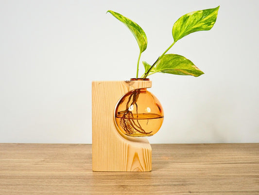 Vaso propagatore talea fiori secchi