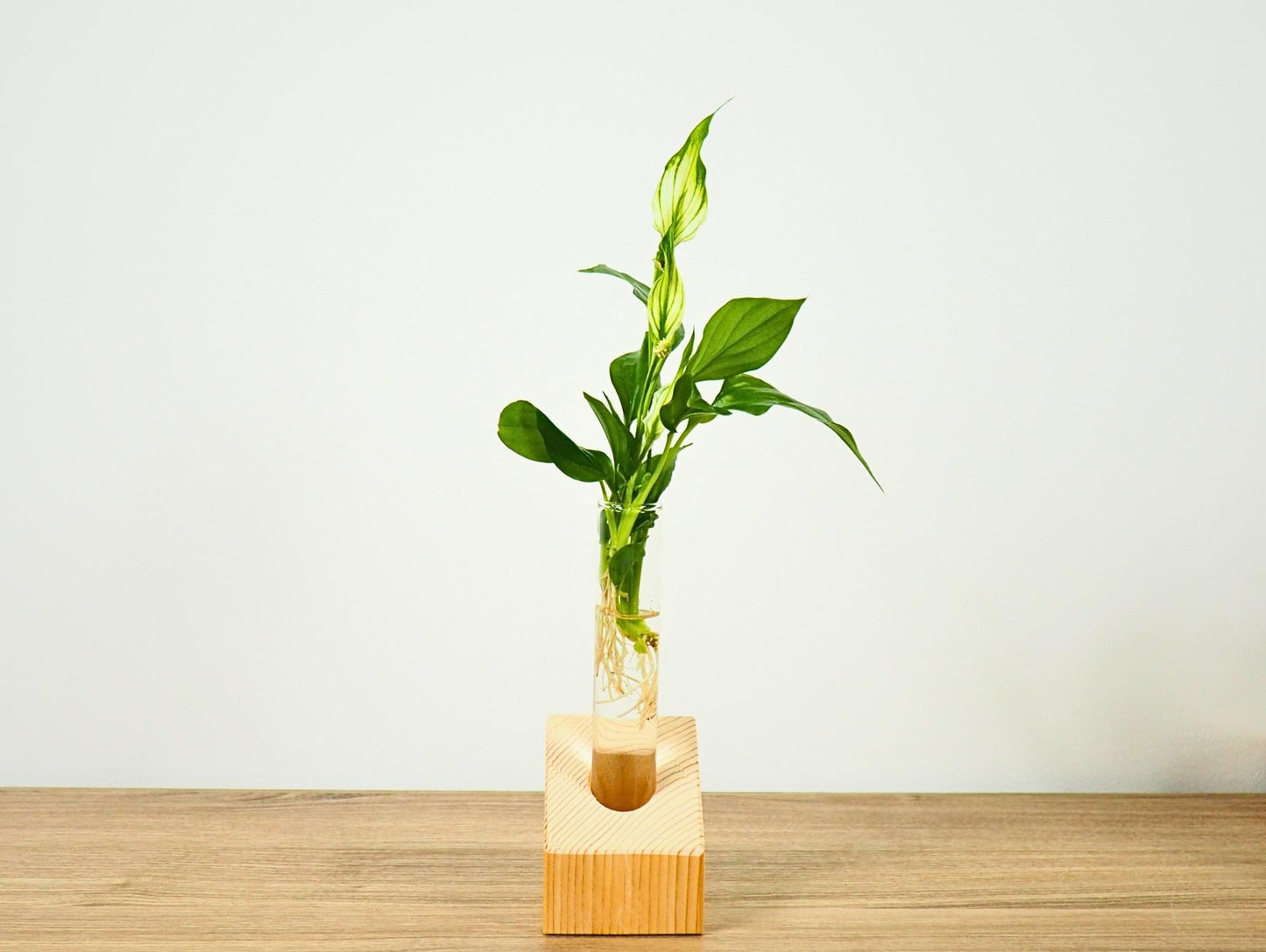 Vaso propagatore talea fiori secchi