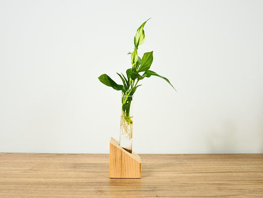 Vaso propagatore talea fiori secchi