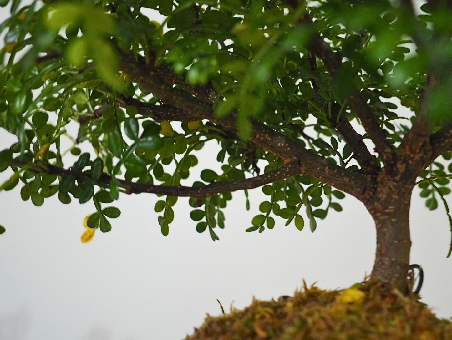 Zanthoxylum Piperitum Kokedama