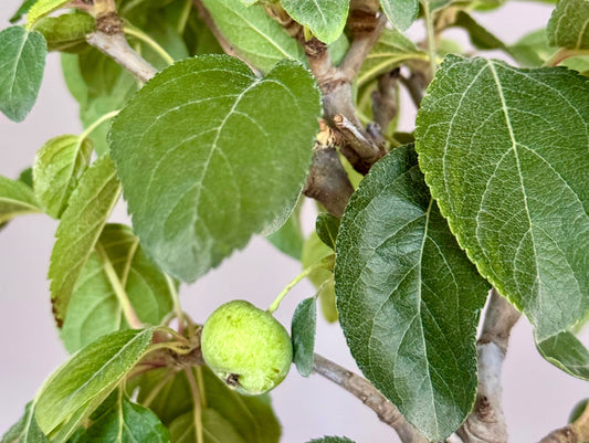 Melo Da Fiore Bonsai Kokedama