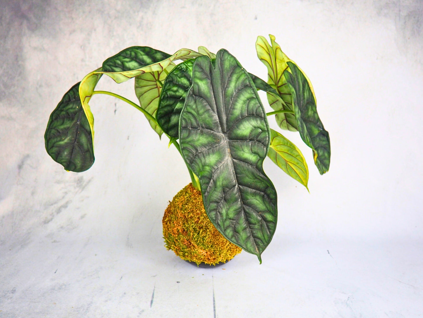 Alocasia Dragon Kokedama pianta da interno