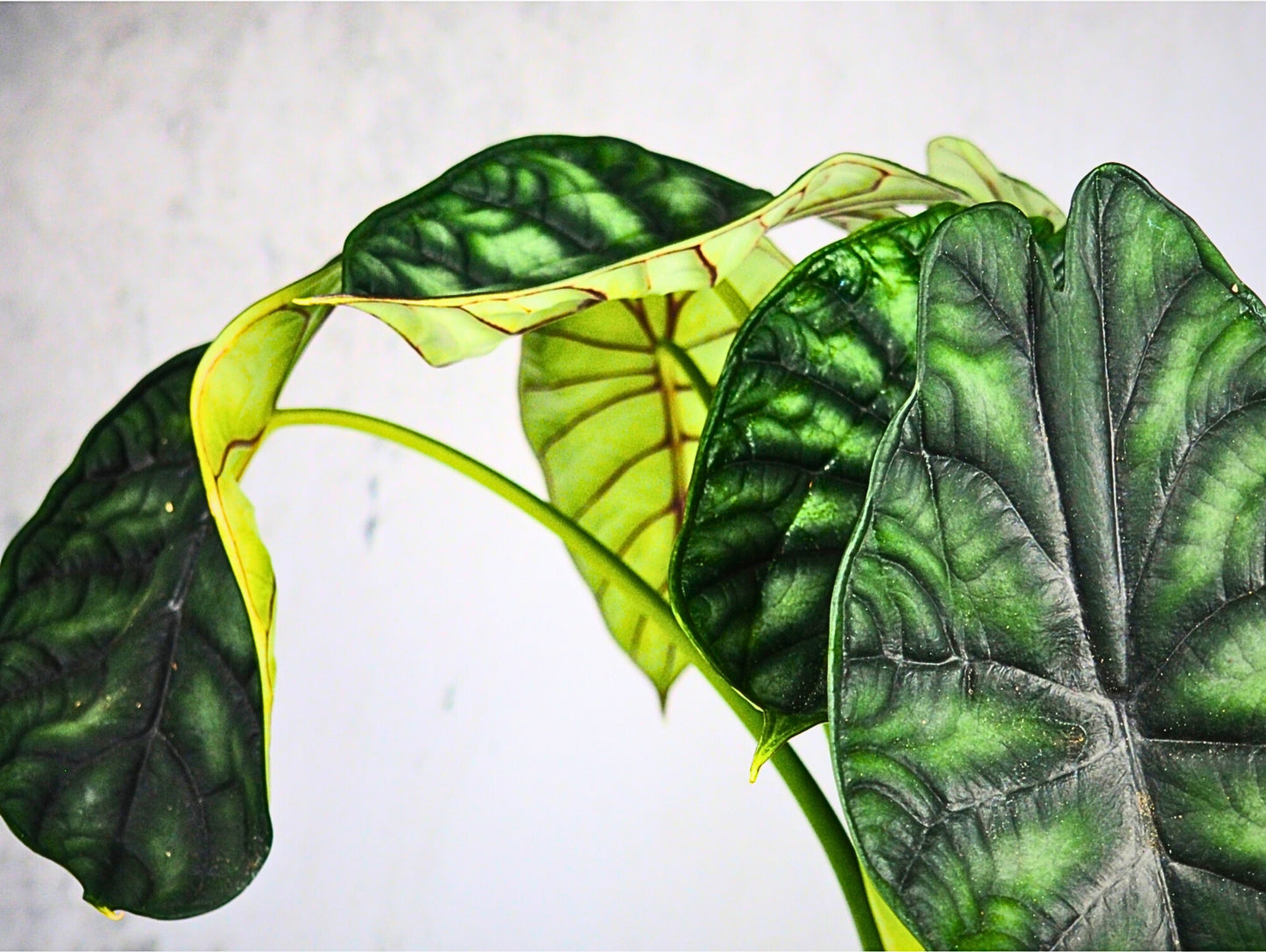 Alocasia Dragon Kokedama pianta da interno