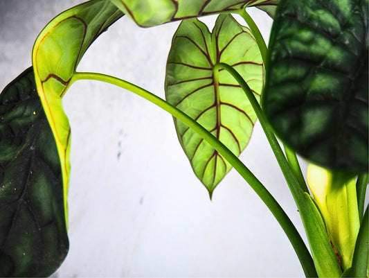 Alocasia Dragon Kokedama pianta da interno