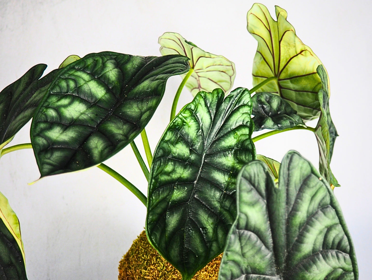 Alocasia Dragon Kokedama pianta da interno